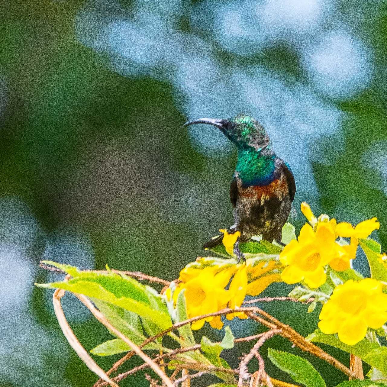 Souimanga de Mariqua (Marico sunbird, Cynniris mariquensis), mâle en cours de mue (plumage de transition),  Namutoni camp, Etosha National Park, Namibie.